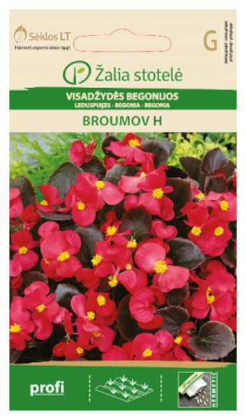 Begonijas ilgziedošās BROUMOV H 50s
