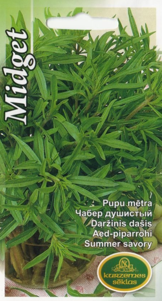 Pupu mētra Midget