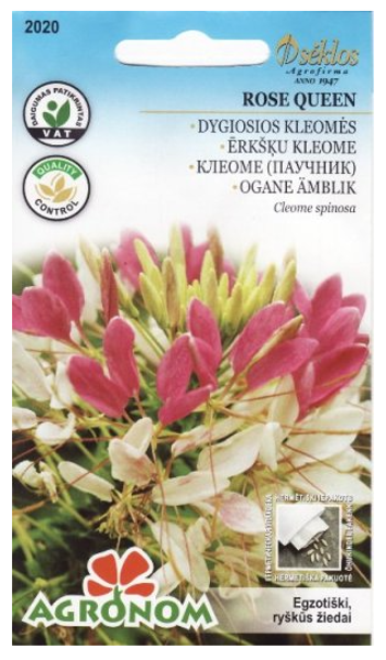 A Kleomes ROSE QUEEN, rozā