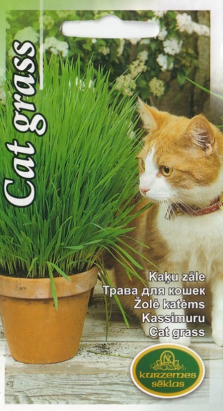 Kaķu zāle - Timotiņš