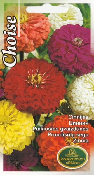 Cinnijas Choise