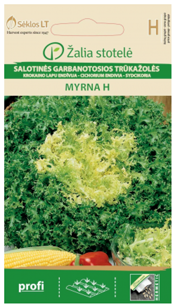 Endīvija Myrna H 20s
