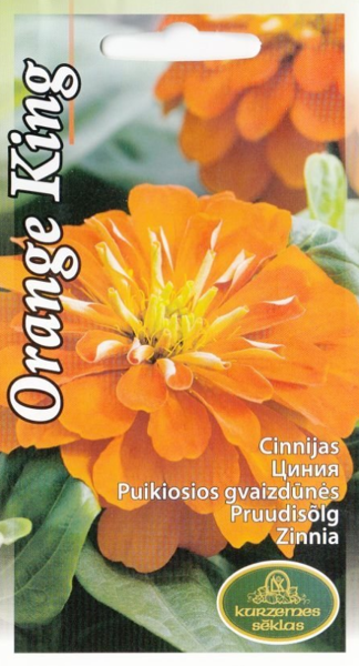 Cinnijas Orange King