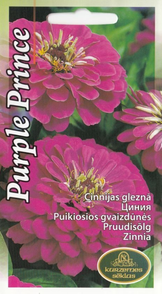 Cinnijas Purple Prince