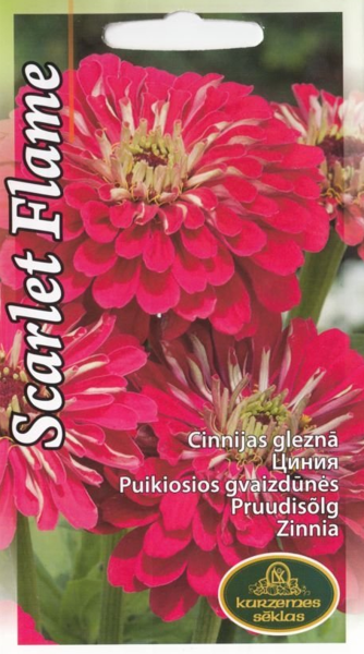 Cinnijas Scarlet Flame