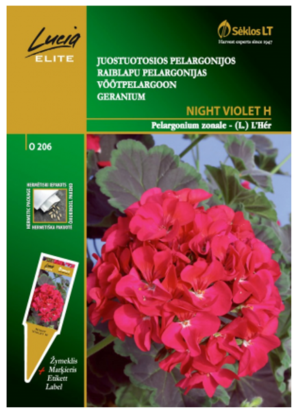 Pelargonija NIGHT VIOLET H 7s LE