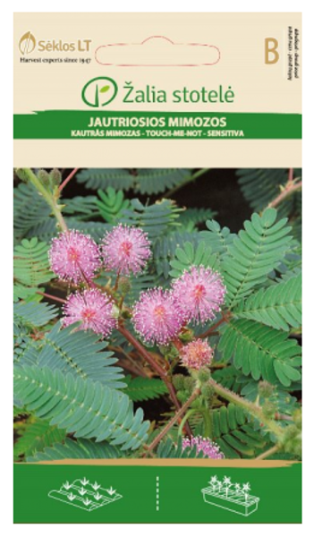 Mimozas