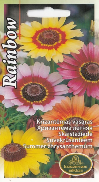 Krizantēmas Rainbow