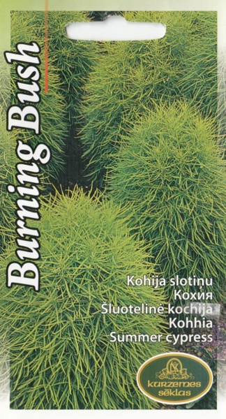 Kohijas Burning Bush
