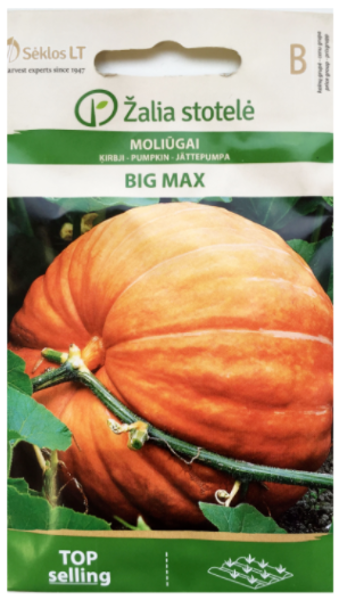 Ķirbji BIG MAX 3g