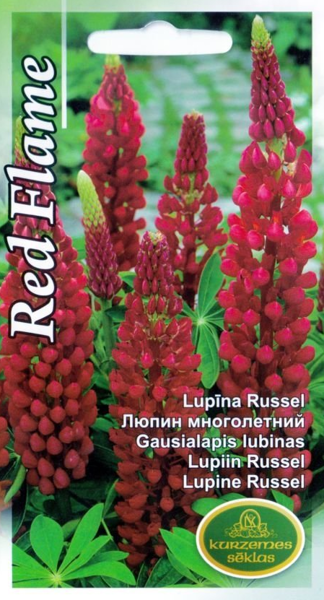 Lupīnas Russel Red Flame