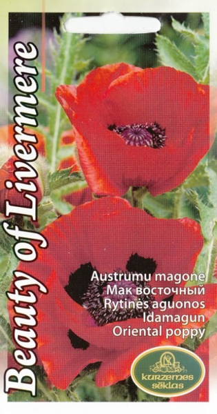  Magones Beauty of Livermere