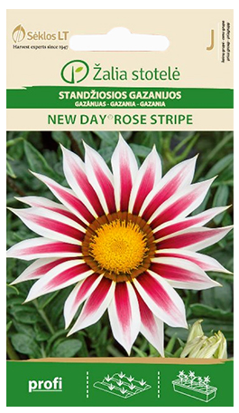 Gazānijas NEW DAY ROSE STRIPE 15s