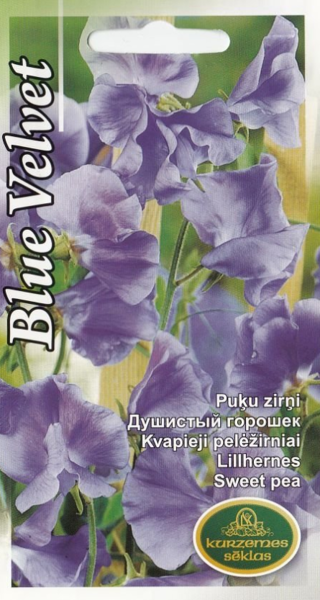 Puķu zirņi Blue Velvet
