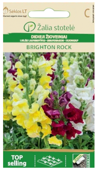 Lauvmutītes lielās Brighton Rock 0,5g