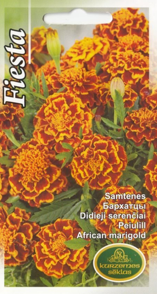 Samtenes Fiesta