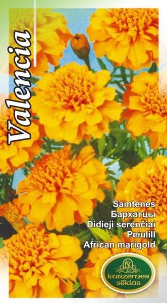 Samtenes Valencia