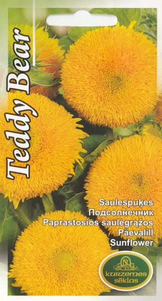 Saulespuķes Teddy Bear