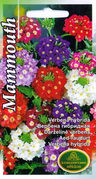 Verbenas Mammouth