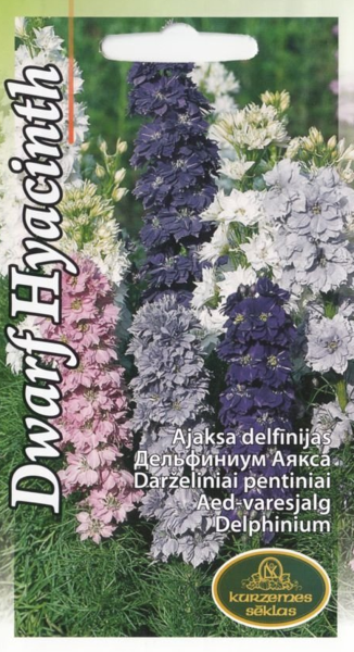 Delfīnijas Ajaksa delfīnijas Dwarf Hyacinth