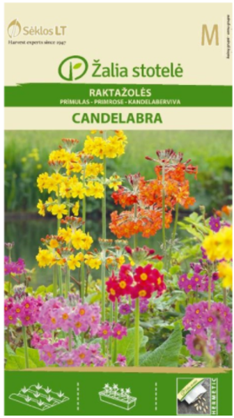 Prīmulas Candelabra