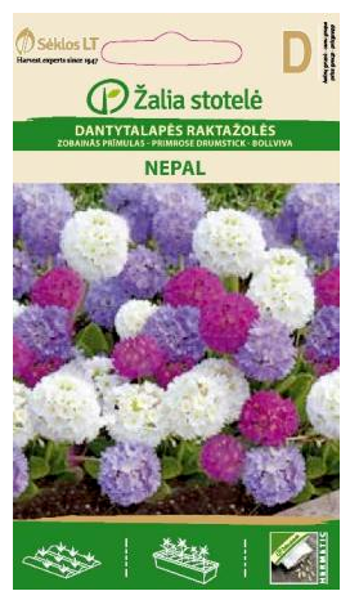 Prīmulas zobainās NEPAL