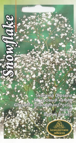  Skarainā ģipsene Snowflake