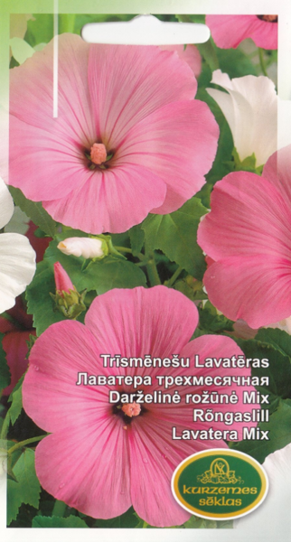 Trīsmēnešu Lavatēras