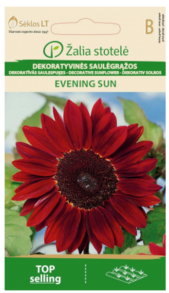 Saulespuķes EVENING SUN 2g