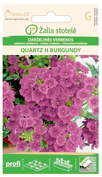 Verbena QUARTZ H BURGUNDY 15s