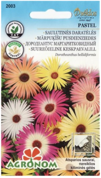 A Mārpuķīšu pusdienziedes PASTEL