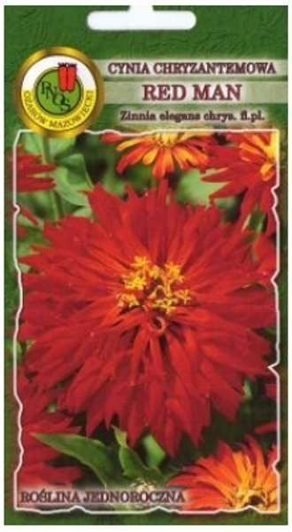 Cinnijas krizantēmu Red Man 1g