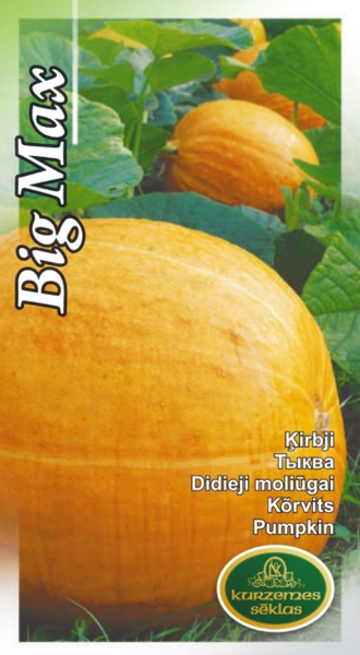 Ķirbis Big Max
